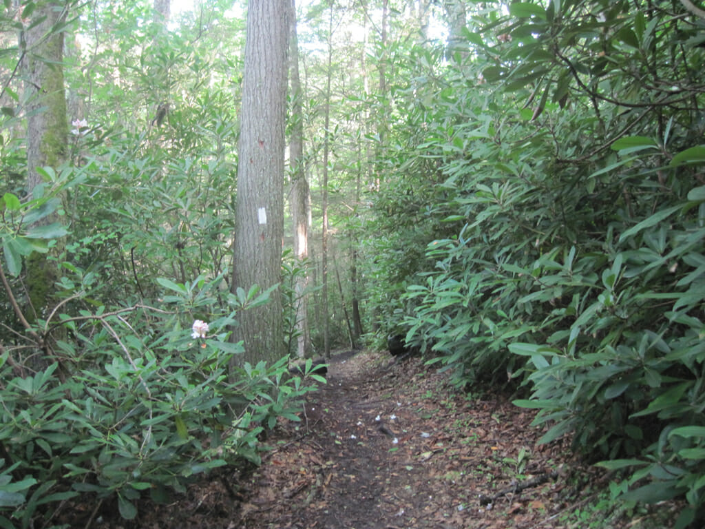 Rhododendron forest on the AT