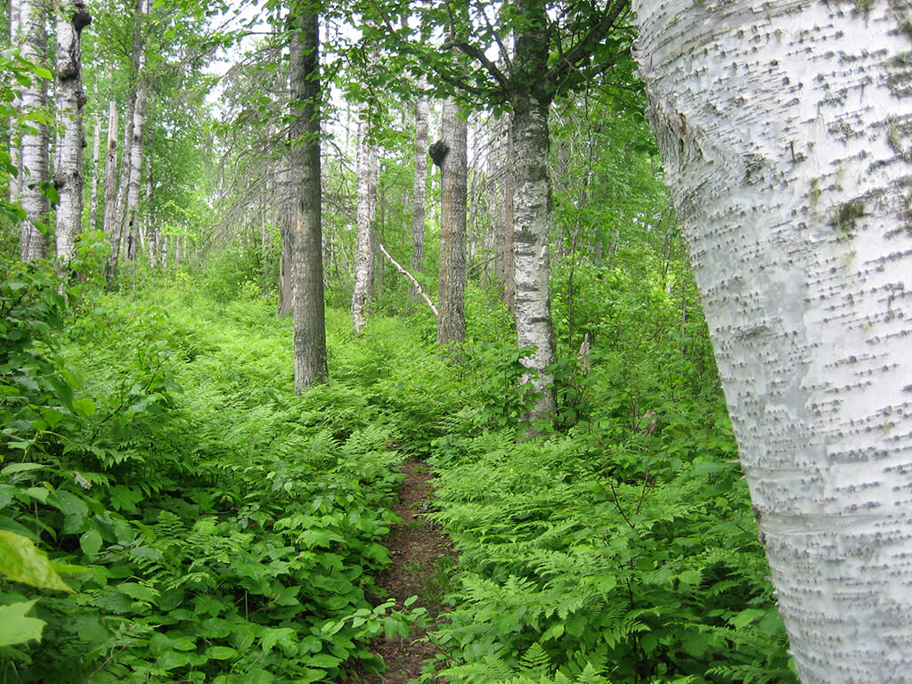 Greenstone Ridge Trail, Isle Royale National Park