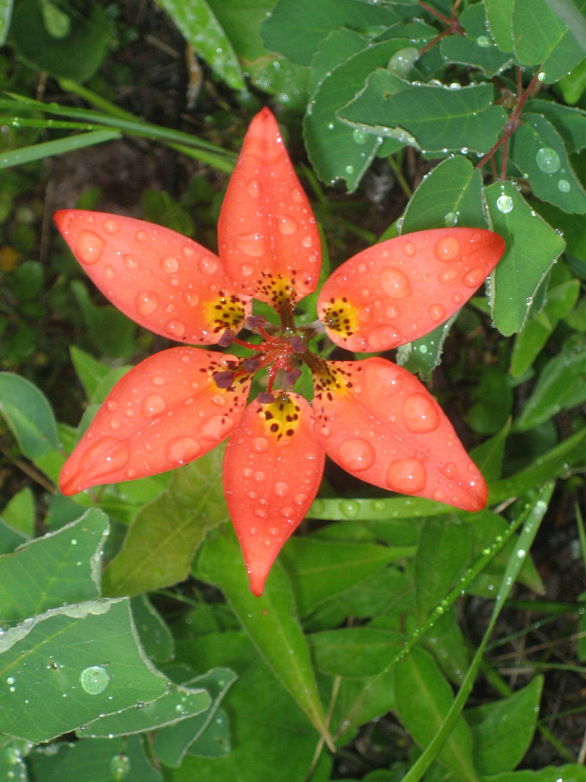 Isle Royale wildflowers