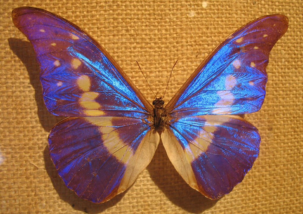 A mounted blue morpho