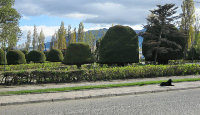 Puerto Natales shrubs