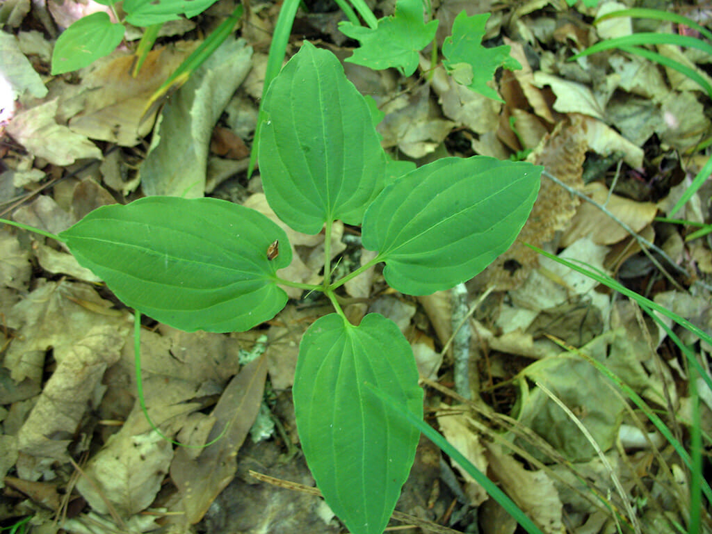 Croomia in Chattahoochee