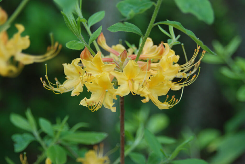 Alfred B. Maclay Gardens