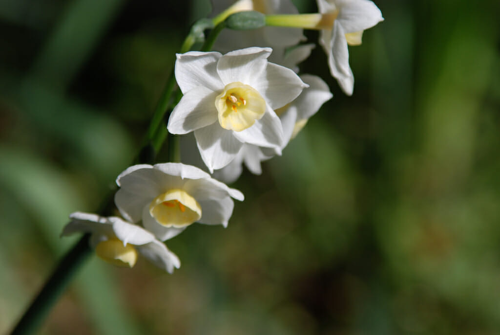 Daffodil at Goodwood