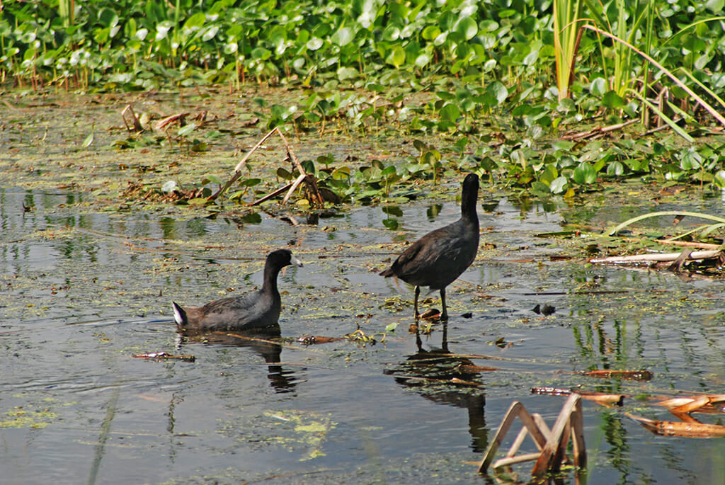 American coots at Orlando Wetlands Park