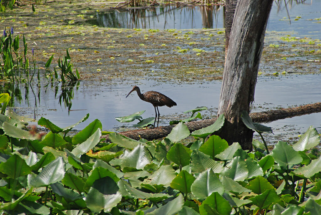 Limpkin at Orlando Wetlands Park