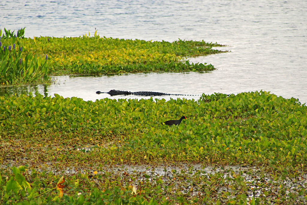 Orlando Wetlands Park