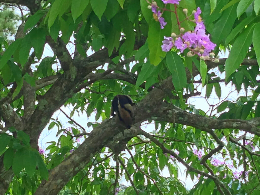 Anteater in Panama
