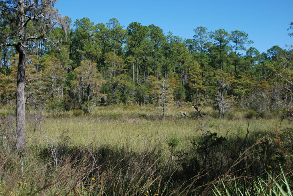 Bayou along the Dees Nature Trail