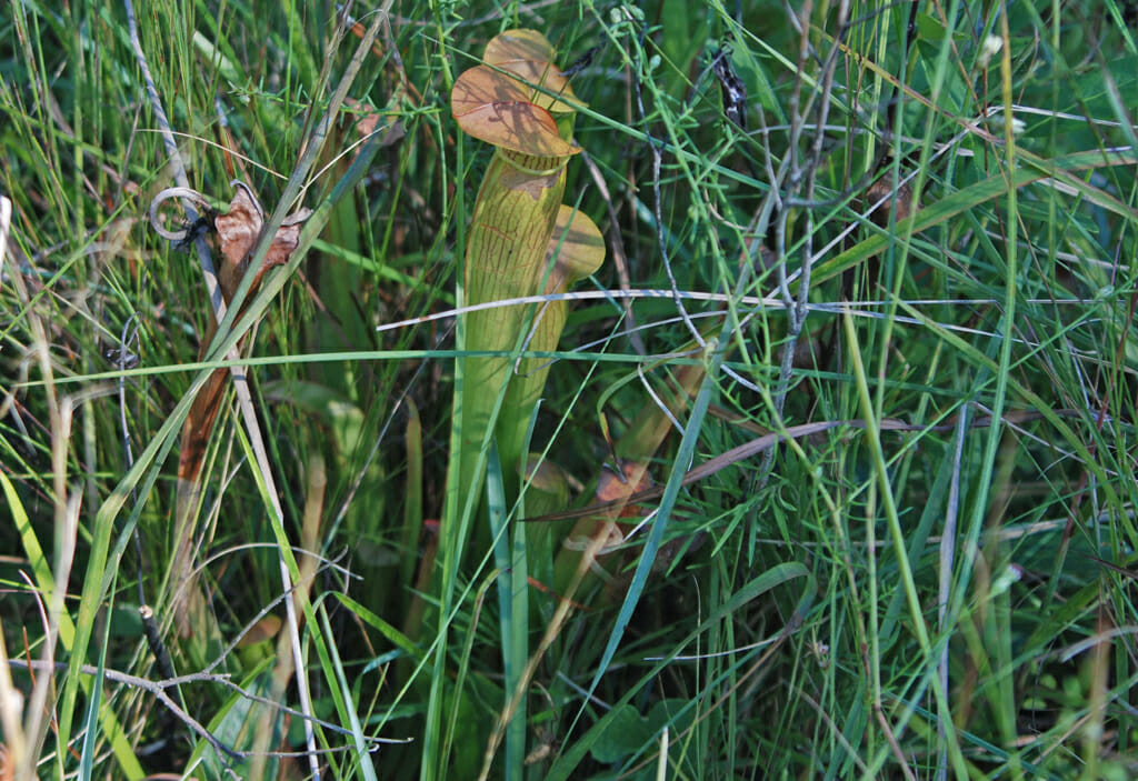 Wet savanna pitcher plants