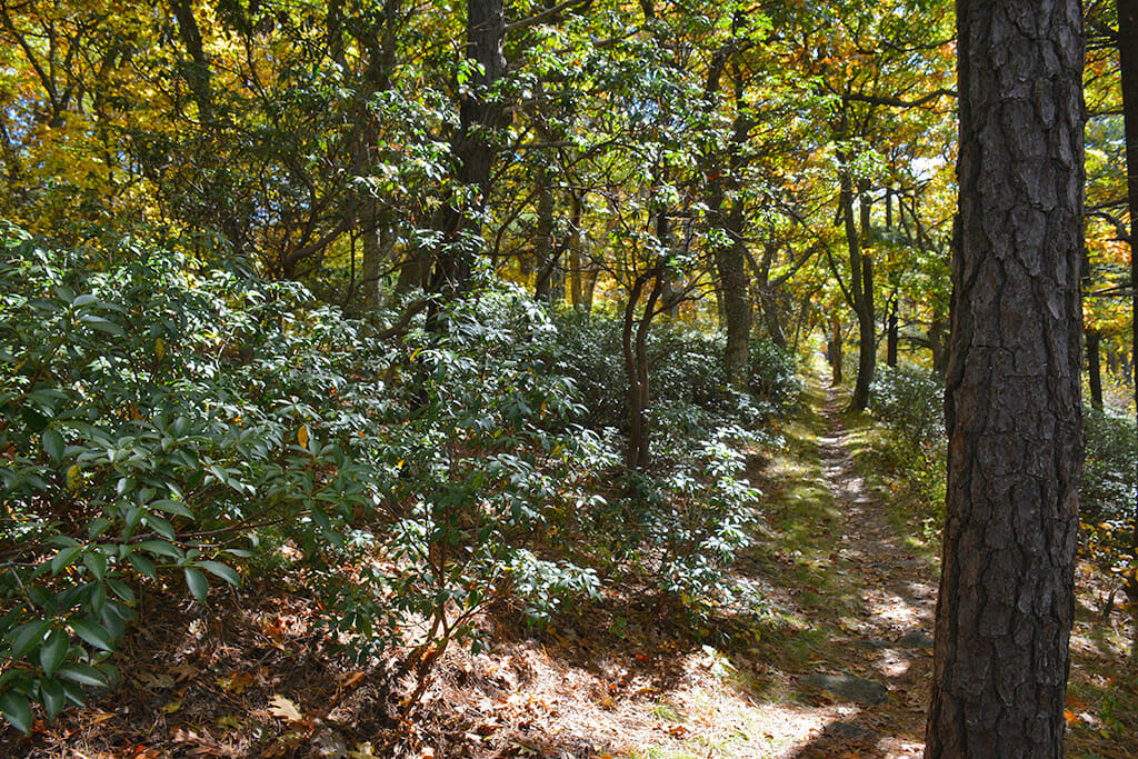 Appalachian Trail at Matthews Arm