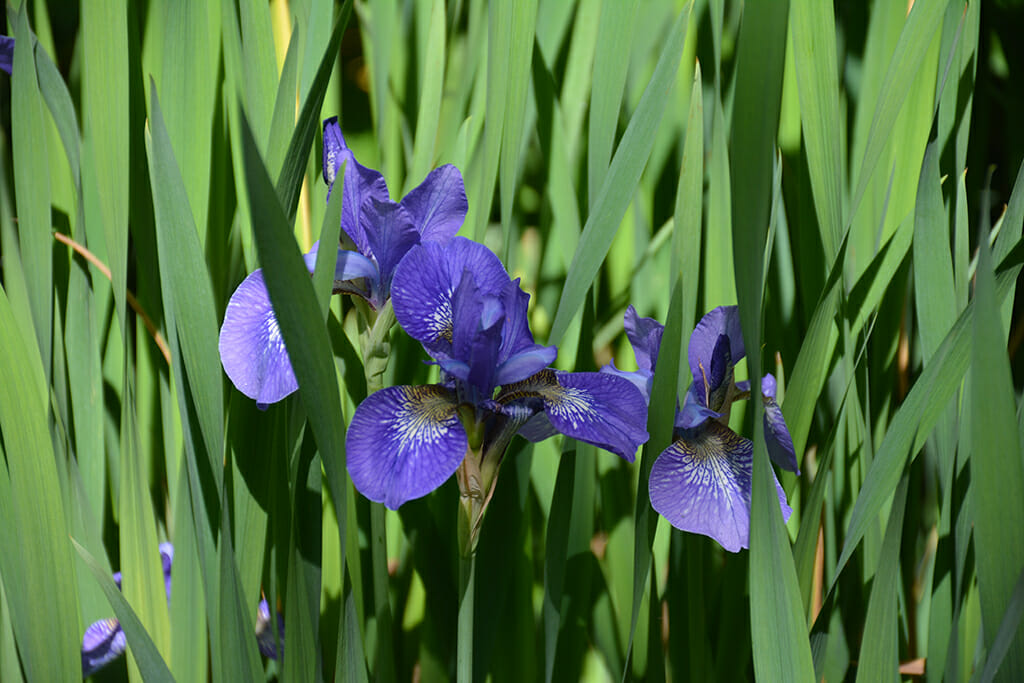Blue flag iris