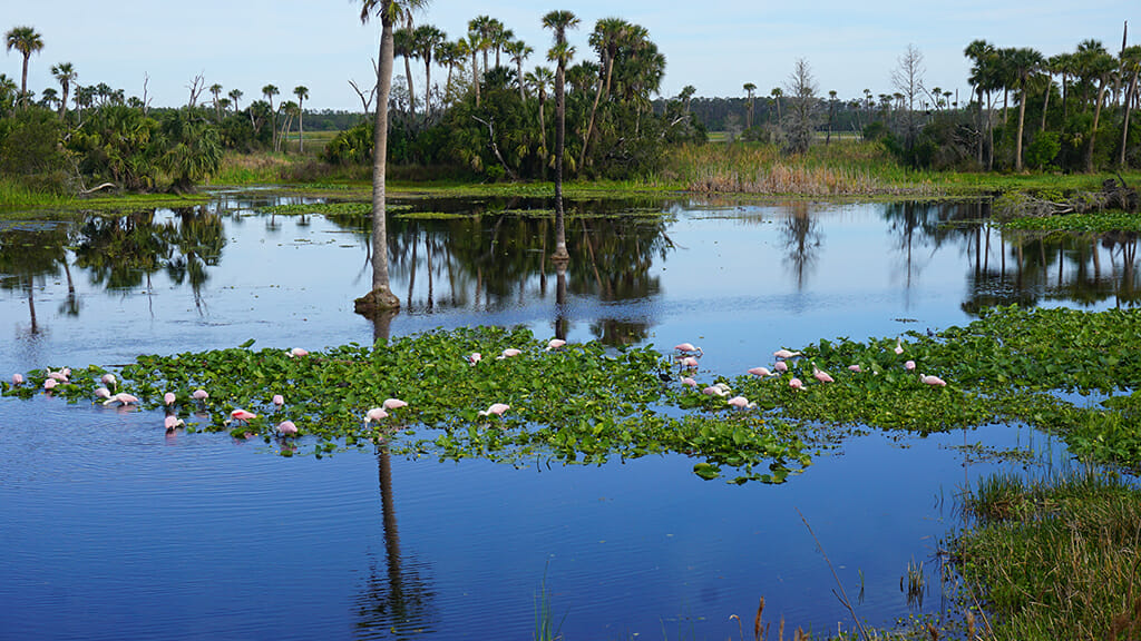 Roseate spoonbills at Orlando Wetlands Park