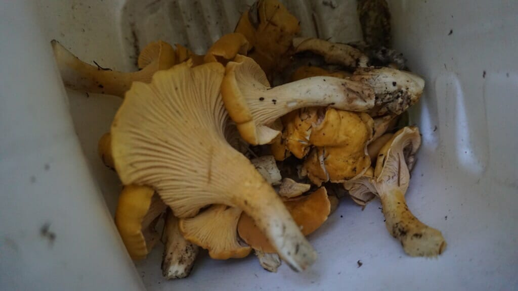 A bucket of chantarelles