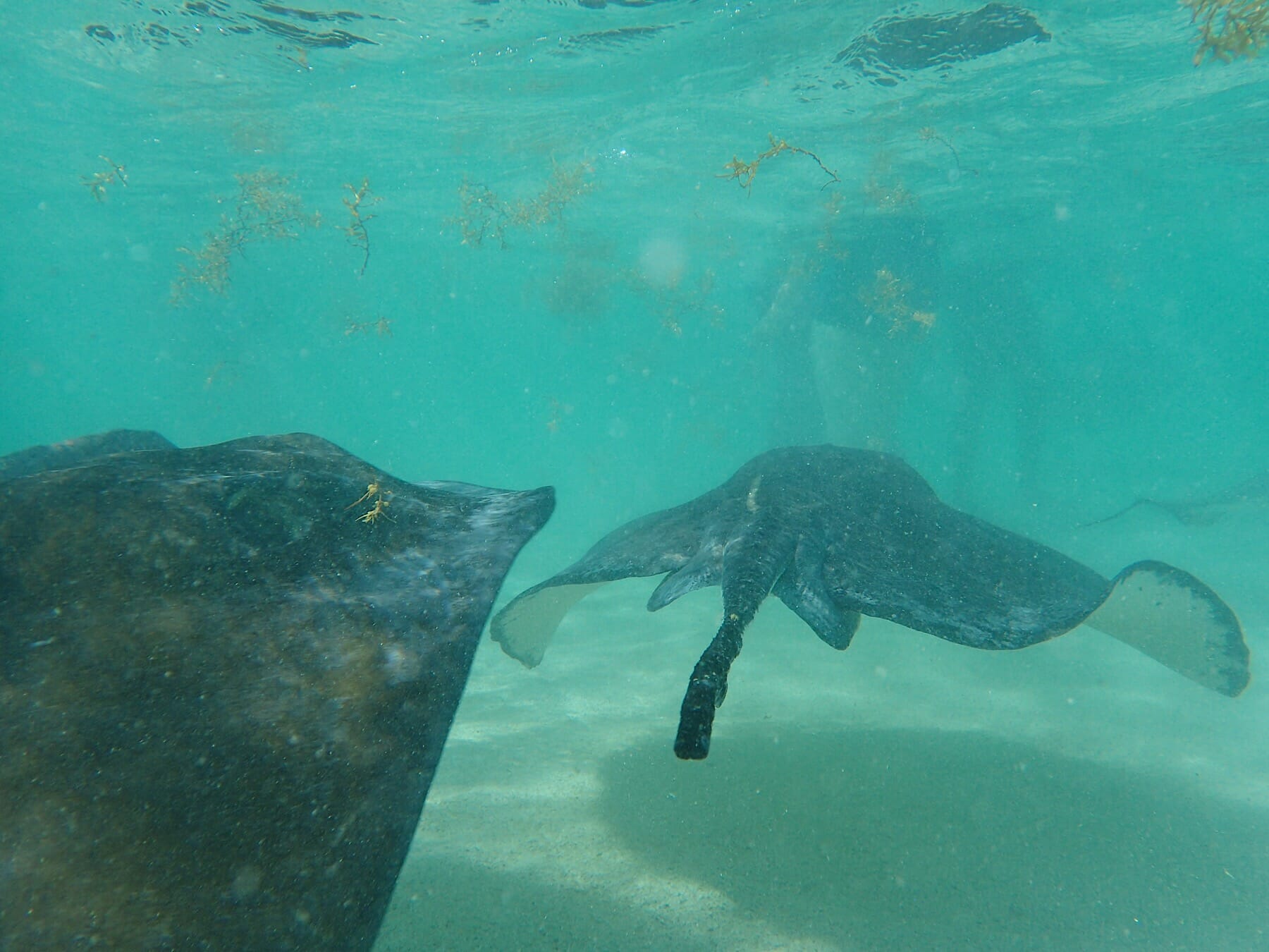 Antigua stingrays