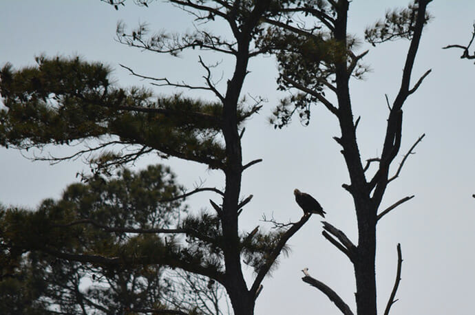 Eagle watching over its fledglings