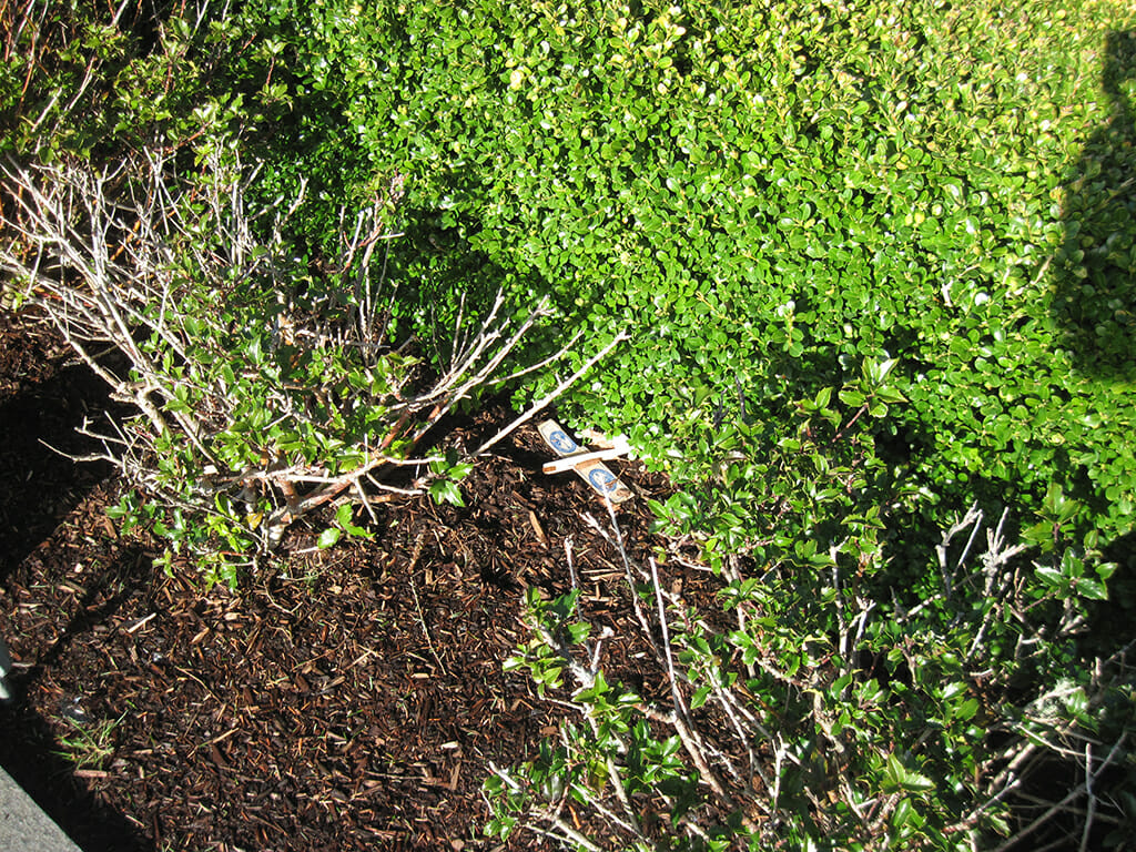 Balsa plane in the bushes
