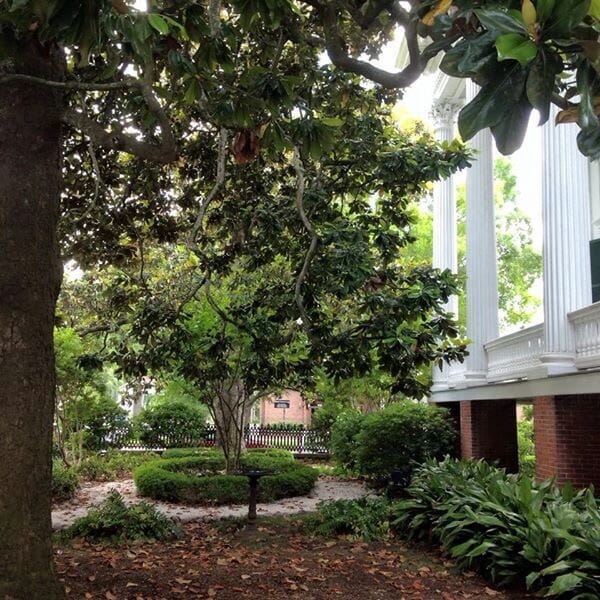 Bellamy Mansion magnolias