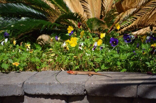 Broadhead skink Airlie