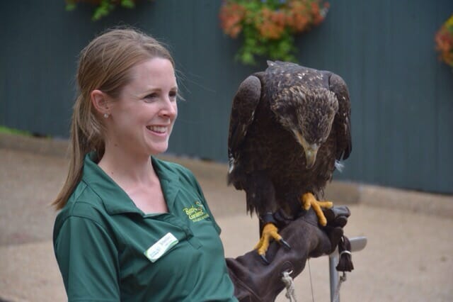 Busch Gardens Juvenile bald eagle
