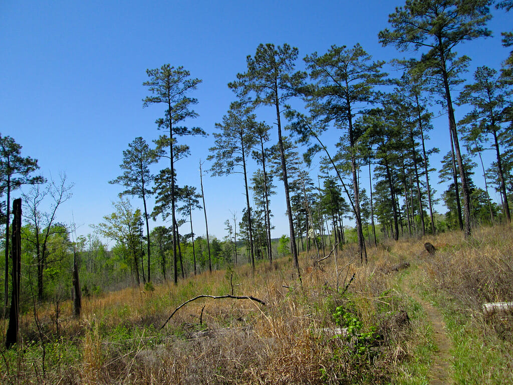 Horn Creek Sumter National Forest