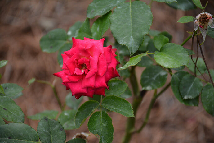 The Edisto rose