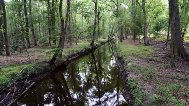 Great Swamp Sanctuary canal