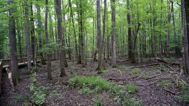 Great Swamp Sanctuary trail
