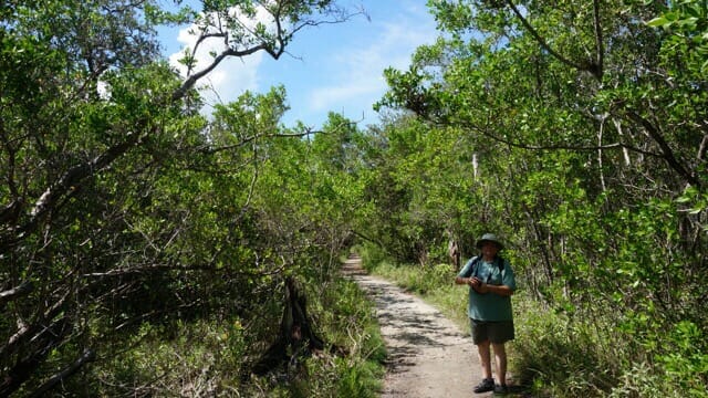 Mangroves on the Saylor Trail