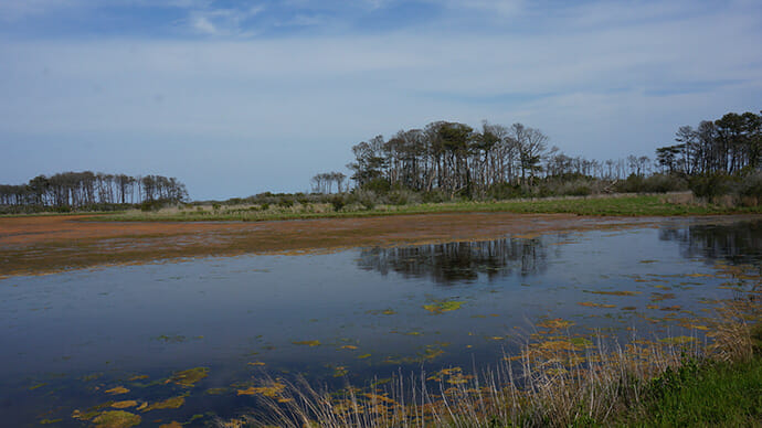 Marshes at Chincoteague NWR