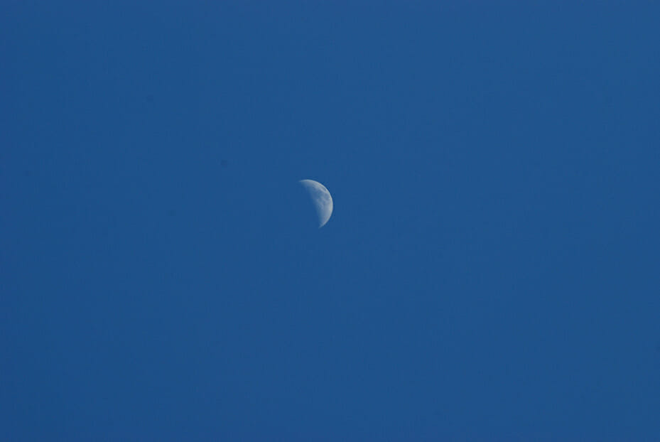 Moon from Dicerandra Scrub, Titusville