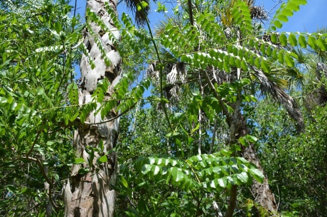 Nickerbean at Barefoot Beach
