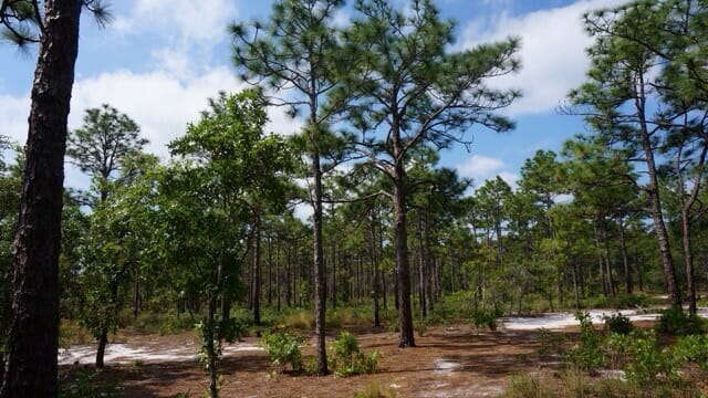 Pine uplands at Carolina Beach State Park
