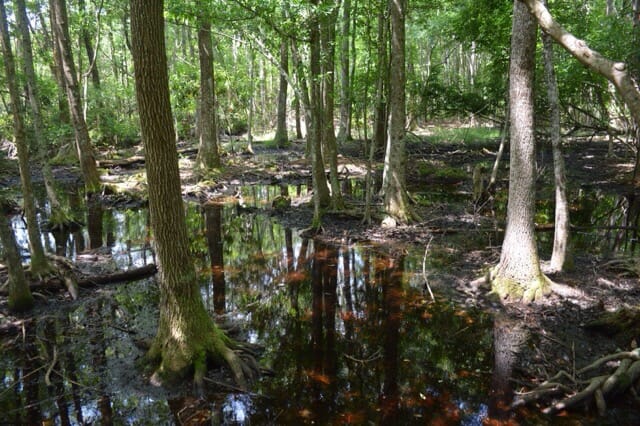 Pocosin swamp at Carolina Beach State Park