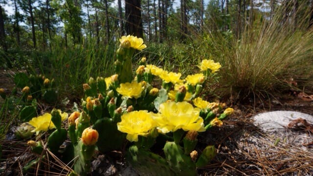 Prickly-pear cactus bloom