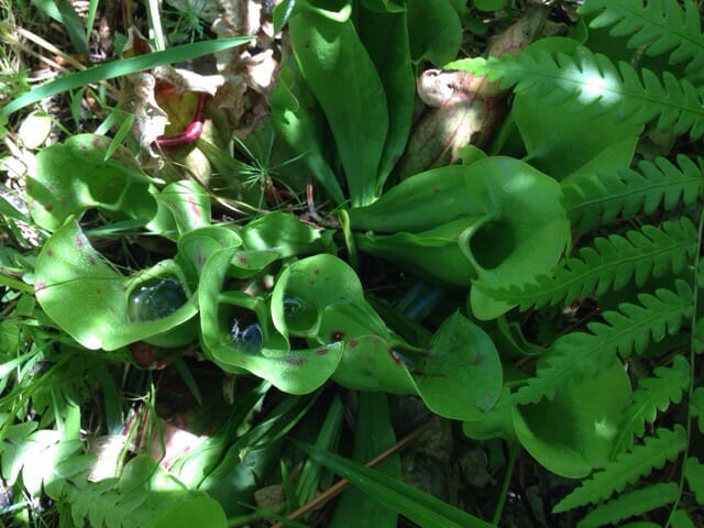 Purple pitcher plants at UNCW