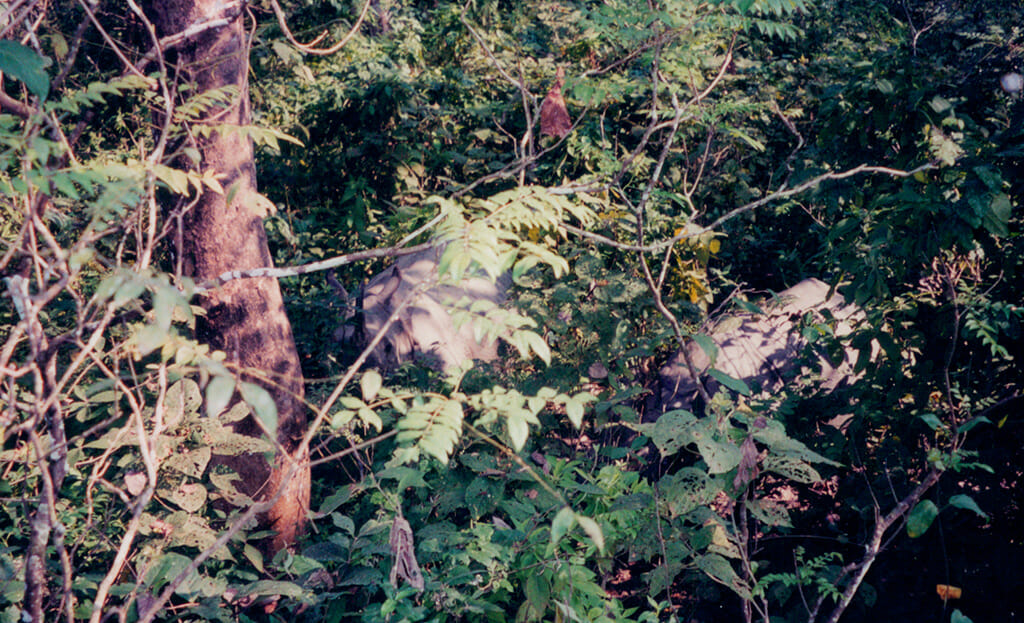 Rhinos in Nepal