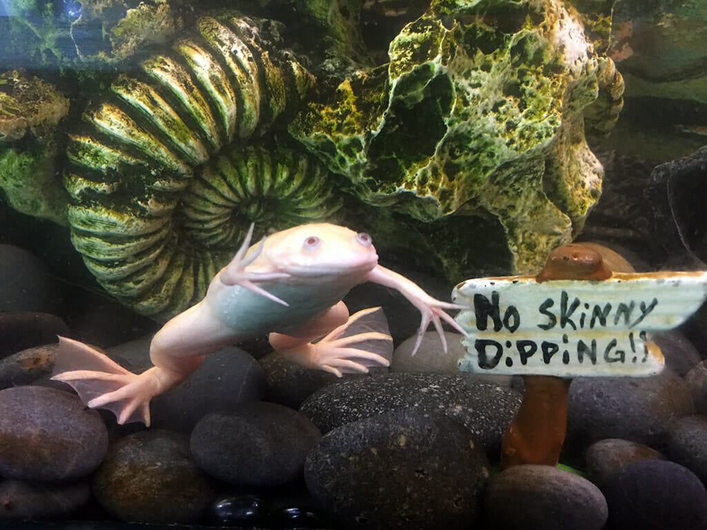 albino African clawed frog