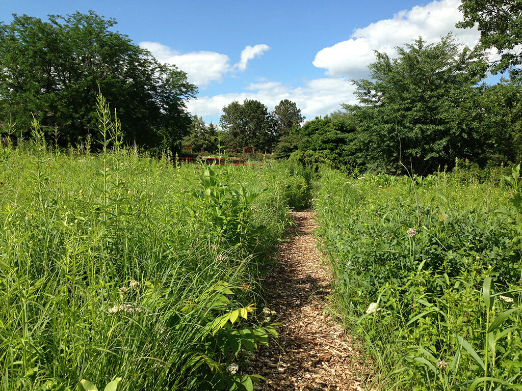 Trail through restored Iowa prairie