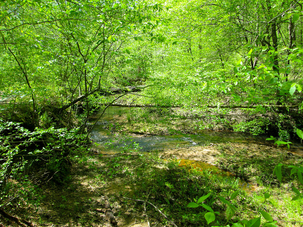 Horn creek, Sumter National Forest