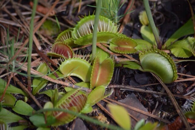 Venus flytraps at Carolina Beach State Park