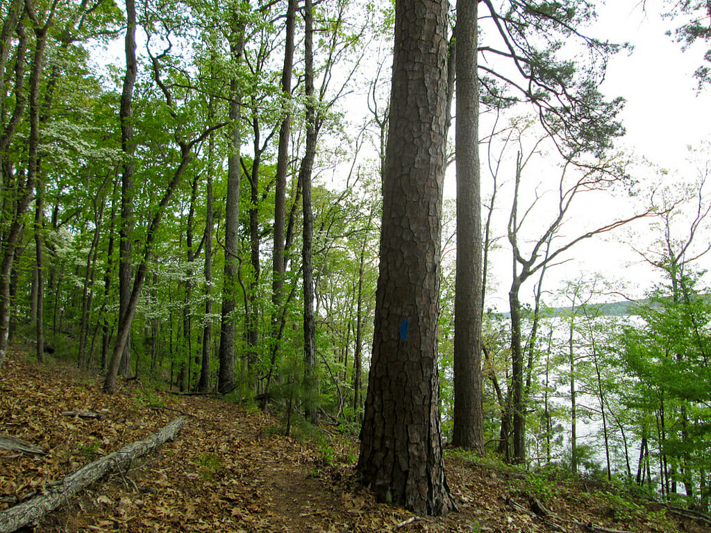 View of Lake Thurmond from the Lakeview Trail