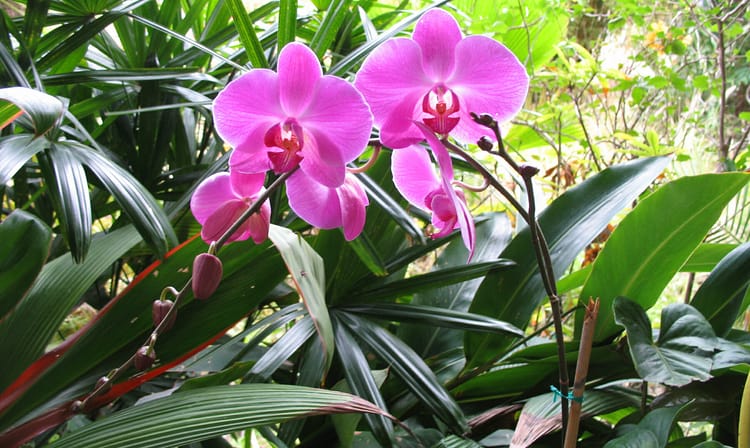 Orchids blooming amid tropical vegetation