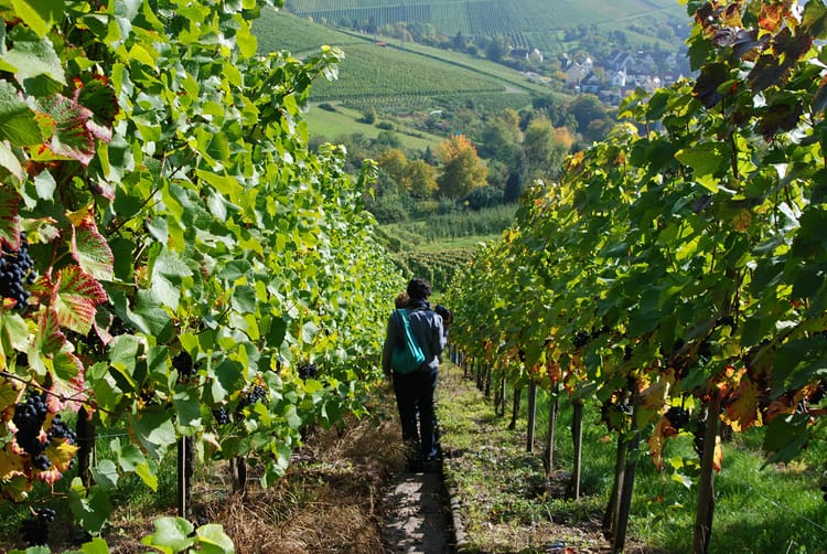 Weinwanderweg