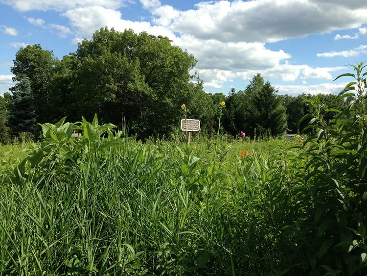 Restored tallgrass prairie at Dubuque Arboretum