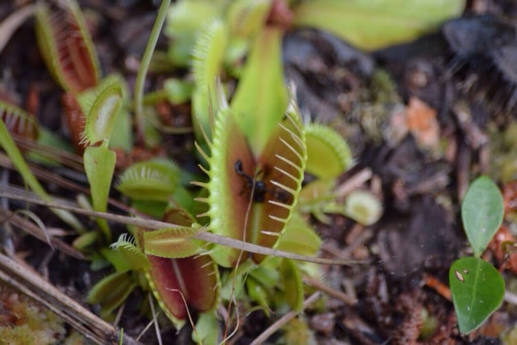 Venus flytrap doing its job