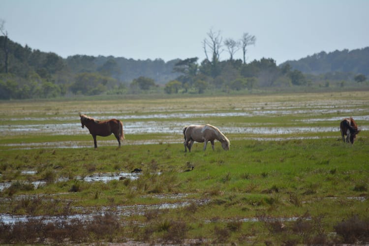 Pony Up at Chincoteague