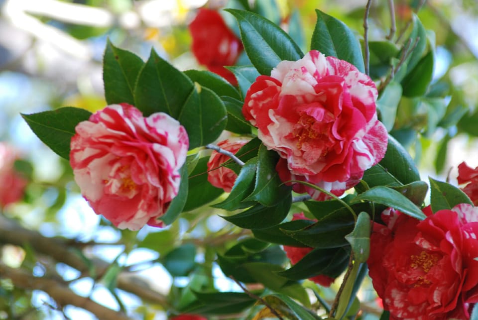 Camellias at Dorothy B. Oven Park