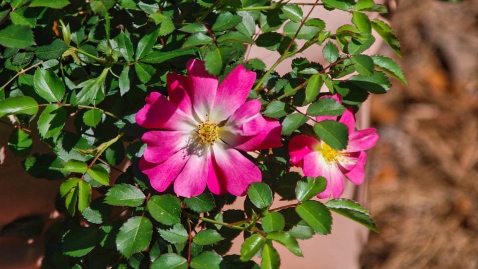 Blooms at Dorothy Oven Park