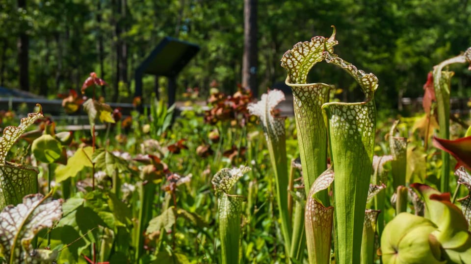 Pitcher plants in Wilmington NC